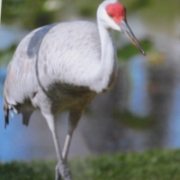 birds-of-crane-lakes-004