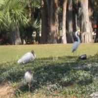 birds-of-crane-lakes-009