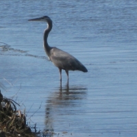 birds-of-crane-lakes-013